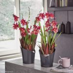 ORCHIDEA scarlet red matt_4