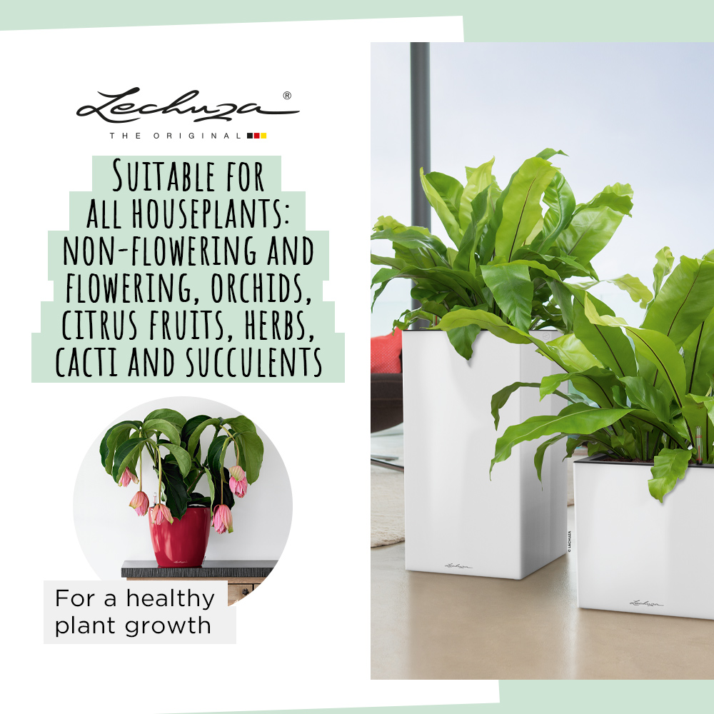 The Ultimate Guide to Growing Indoor Plants in Pon [Lechuza Pon] –  lovethatleaf